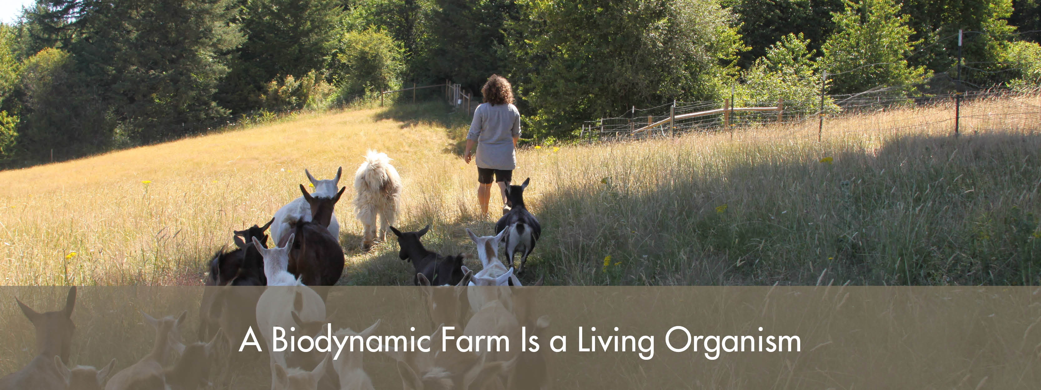 What Is Biodynamics? | Biodynamic Association